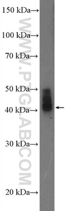 MCT14 Antibody in Western Blot (WB)