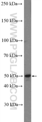 MCT14 Antibody in Western Blot (WB)