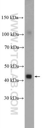 MCT14 Antibody in Western Blot (WB)