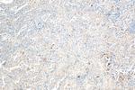 OR2H1 Antibody in Immunohistochemistry (Paraffin) (IHC (P))
