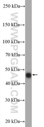 CCNYL1 Antibody in Western Blot (WB)