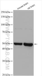 TTYH1 Antibody in Western Blot (WB)