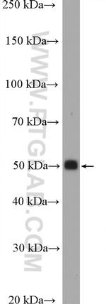 TTYH1 Antibody in Western Blot (WB)