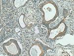 Cystatin S Antibody in Immunohistochemistry (Paraffin) (IHC (P))