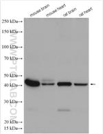 Connexin 43 Antibody in Western Blot (WB)