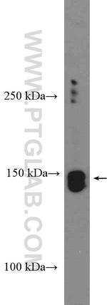 Nir2 Antibody in Western Blot (WB)