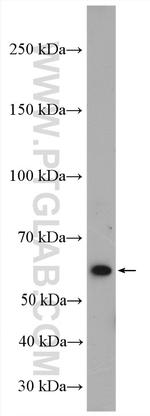 COL10A1 Antibody in Western Blot (WB)