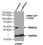 RRAGC Antibody in Western Blot (WB)