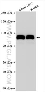 RASGRP1 Antibody in Western Blot (WB)