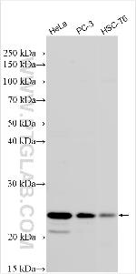HOXC13 Antibody in Western Blot (WB)