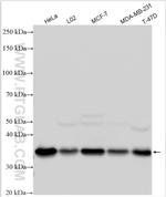 NUDT5 Antibody in Western Blot (WB)