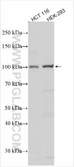 Nurim Antibody in Western Blot (WB)