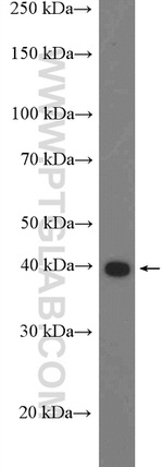 PEX12 Antibody in Western Blot (WB)