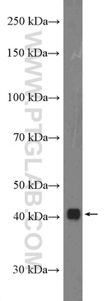 PEX12 Antibody in Western Blot (WB)