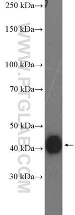 PEX12 Antibody in Western Blot (WB)