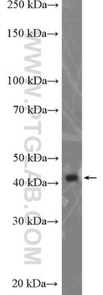 PEX12 Antibody in Western Blot (WB)
