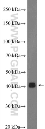 PEX12 Antibody in Western Blot (WB)