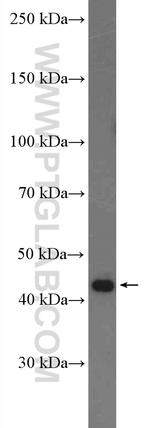 SH3GL1 Antibody in Western Blot (WB)