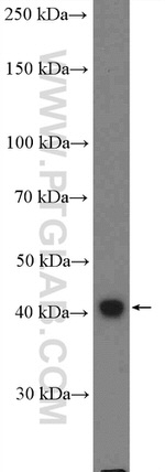 SH3GL1 Antibody in Western Blot (WB)