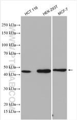 RNF113A Antibody in Western Blot (WB)