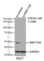 RNF113A Antibody in Western Blot (WB)