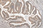 SVCT2 Antibody in Immunohistochemistry (Paraffin) (IHC (P))
