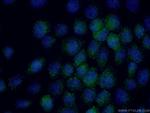 SHQ1 Antibody in Immunocytochemistry (ICC/IF)