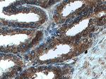 SHQ1 Antibody in Immunohistochemistry (Paraffin) (IHC (P))