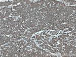 SHQ1 Antibody in Immunohistochemistry (Paraffin) (IHC (P))
