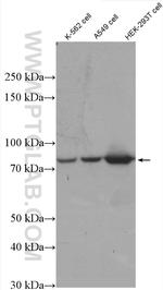 SHQ1 Antibody in Western Blot (WB)