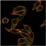 FOXB1 (Transcription Factor) Monoclonal Antibody (PCRP-FOXB1-1B7)
