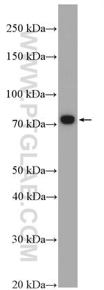 C9orf102 Antibody in Western Blot (WB)