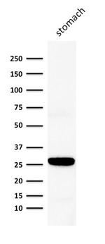 Connexin 32 (Gap Junction Protein) Monoclonal Antibody (M12.13)
