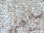 FBP17 Antibody in Immunohistochemistry (Paraffin) (IHC (P))