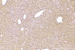 PTGIS Antibody in Immunohistochemistry (Paraffin) (IHC (P))