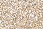 PTGIS Antibody in Immunohistochemistry (Paraffin) (IHC (P))