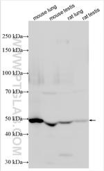PTGIS Antibody in Western Blot (WB)