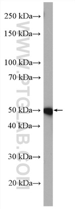 SNAPC3 Antibody in Western Blot (WB)
