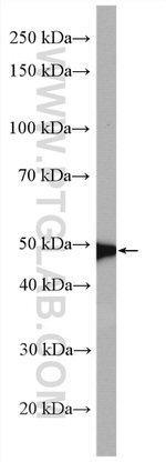 SNAPC3 Antibody in Western Blot (WB)