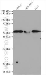 SNAPC3 Antibody in Western Blot (WB)