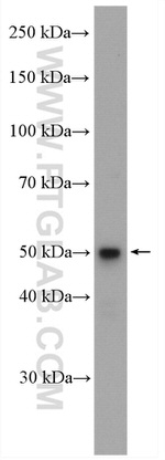 SNAPC3 Antibody in Western Blot (WB)