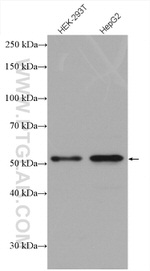 SNAPC3 Antibody in Western Blot (WB)