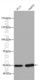 SNAPC3 Antibody in Western Blot (WB)