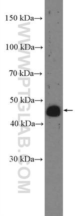 SERINC5 Antibody in Western Blot (WB)