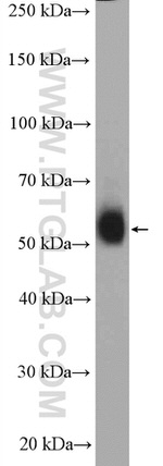 SERINC5 Antibody in Western Blot (WB)