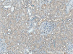 DMBT1 Antibody in Immunohistochemistry (Paraffin) (IHC (P))