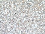 DMBT1 Antibody in Immunohistochemistry (Paraffin) (IHC (P))