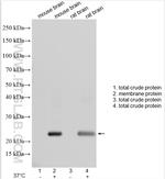 NIPA1 Antibody in Western Blot (WB)