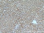 TTPA Antibody in Immunohistochemistry (Paraffin) (IHC (P))