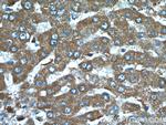 TTPA Antibody in Immunohistochemistry (Paraffin) (IHC (P))